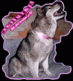 /album/fotogalerie-herzlich-willkommen-bei-meine-hunde/asura-b-gif/